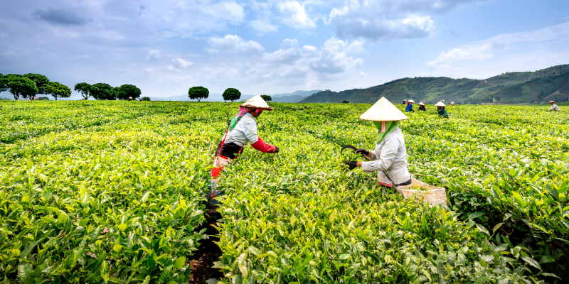 Fazenda de Agricultura Sustentável